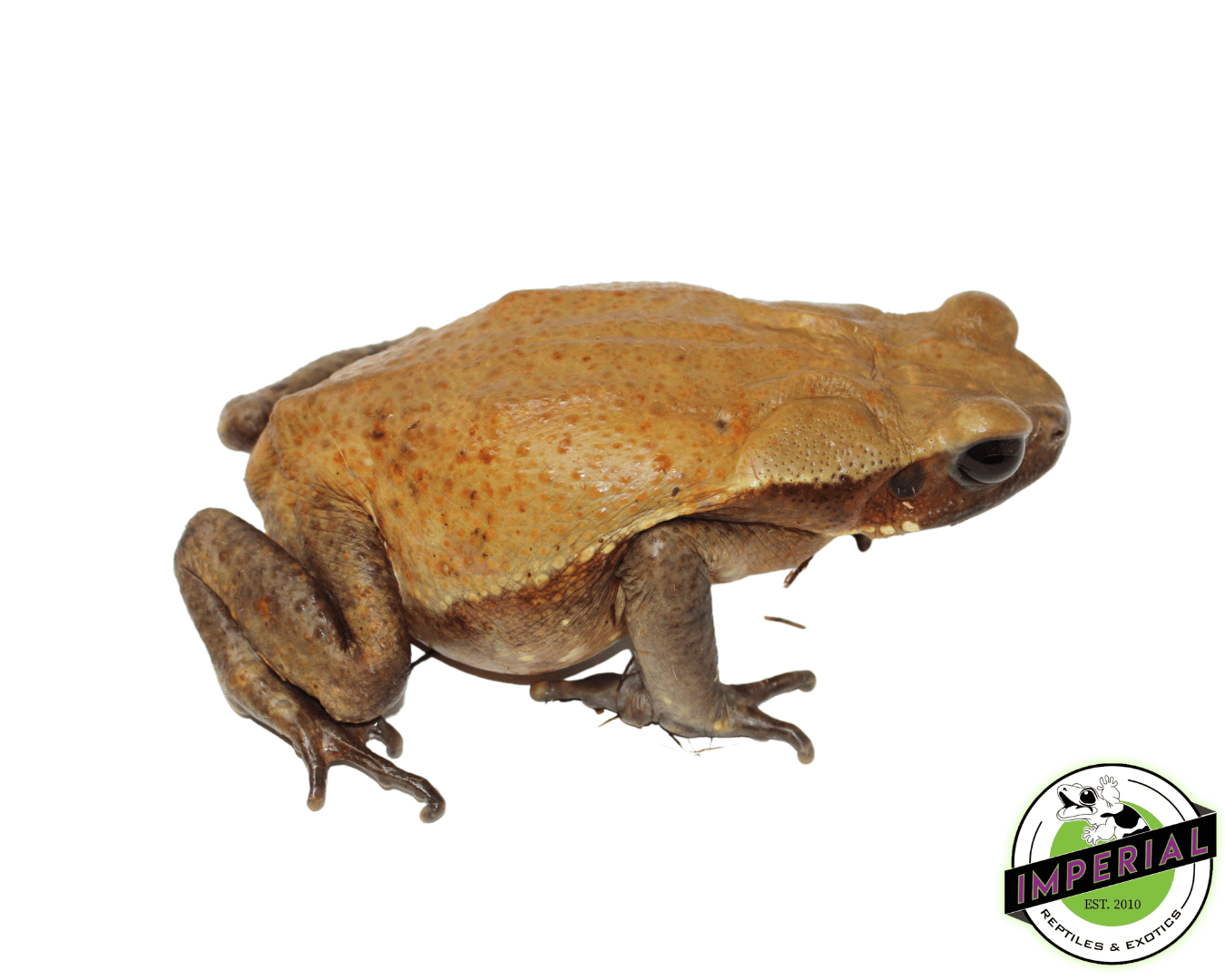 Smooth Sided Toad — image 3