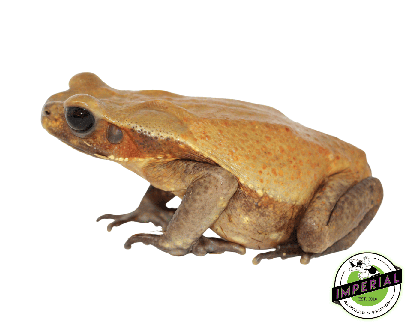 Smooth Sided Toad