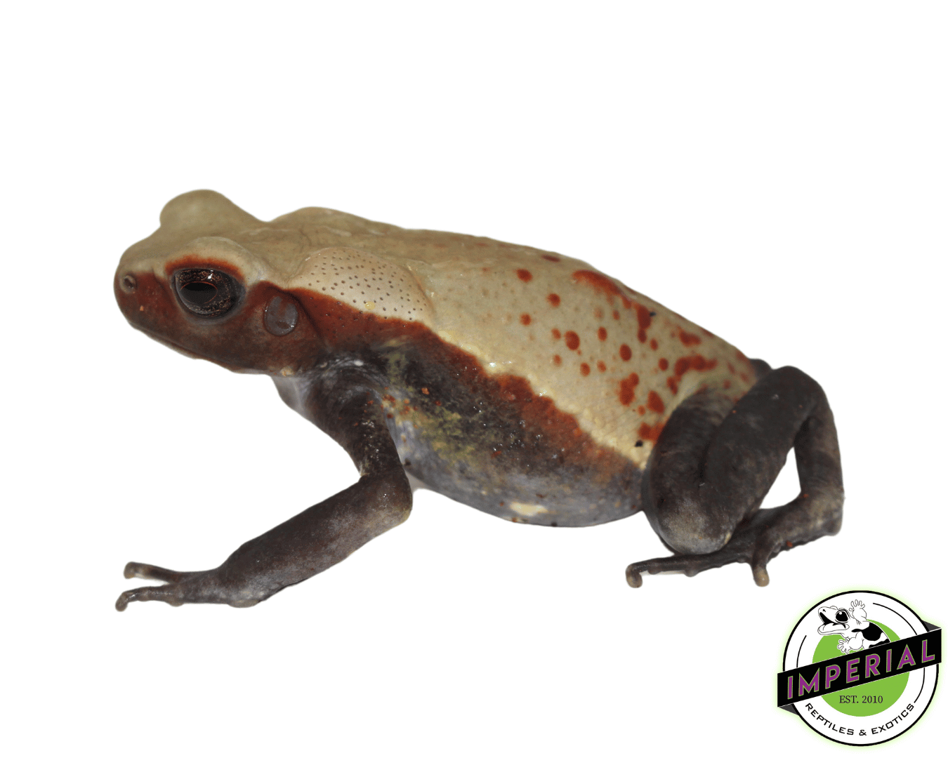 Smooth Sided Toad — image 2