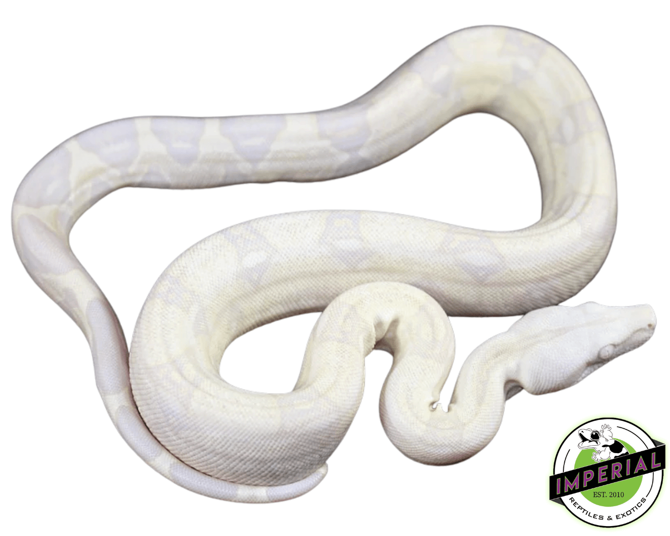 Snow Colombian Red Tail Boa Baby