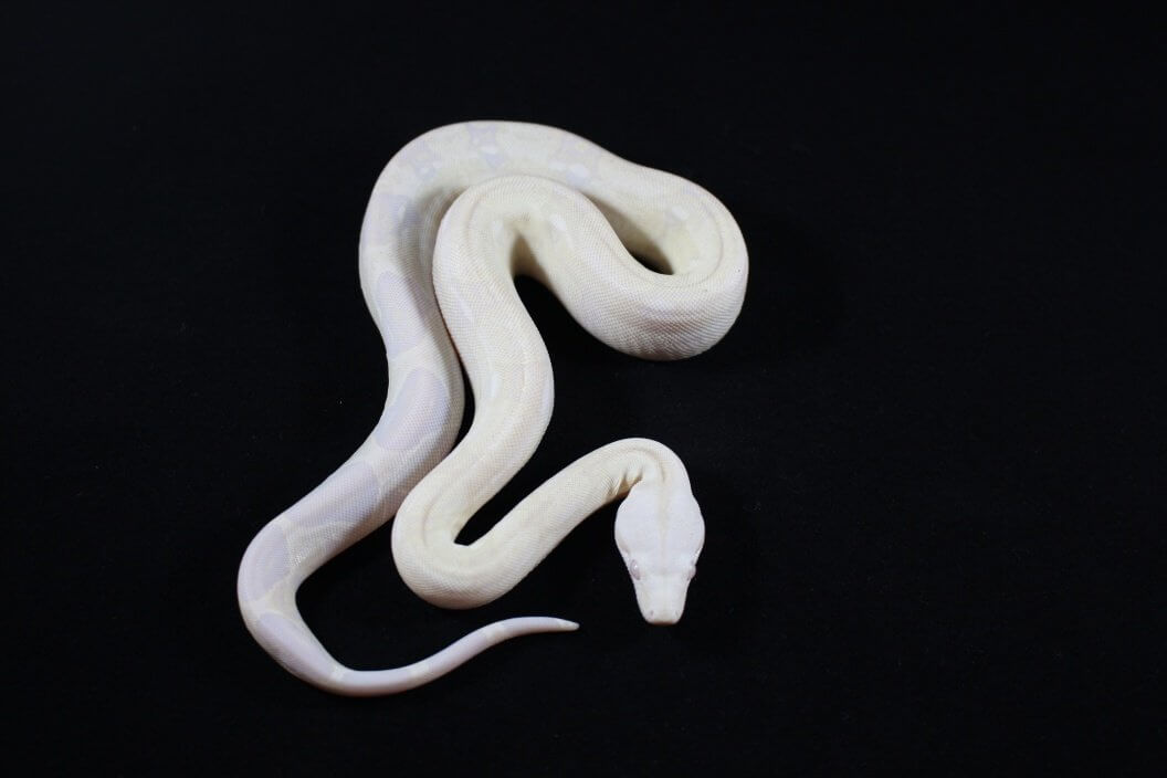 Snow Colombian Red Tail Boa Baby — image 2