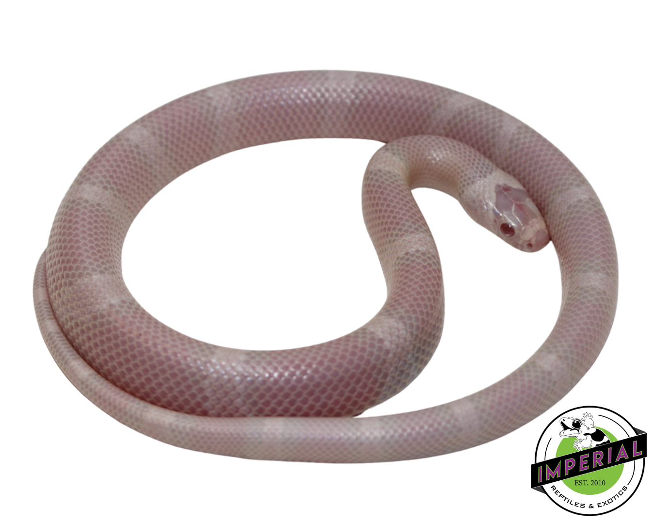 Snow Honduran Milk Snake Baby