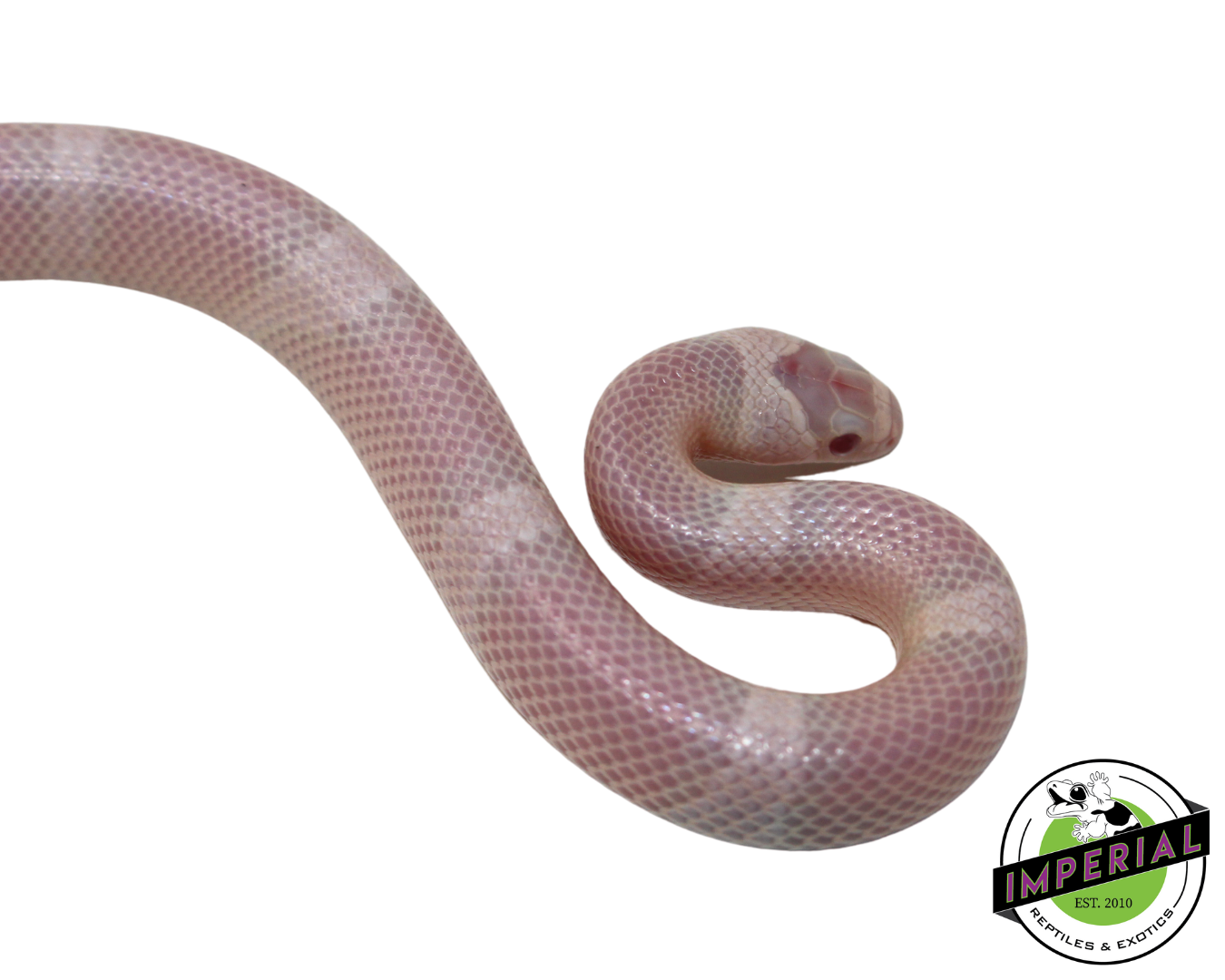 Snow Honduran Milk Snake Baby — image 2