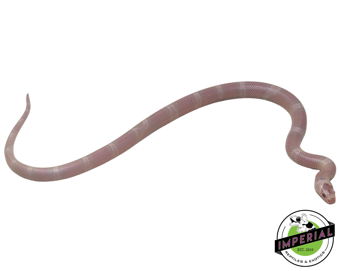 Snow Honduran Milk Snake Baby — image 3