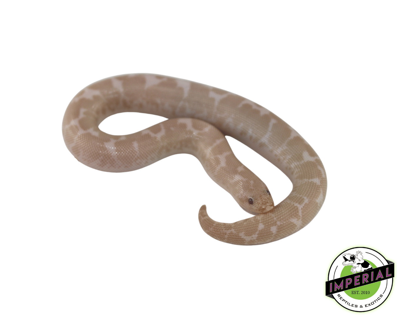 Snow Kenyan Sand Boa Baby
