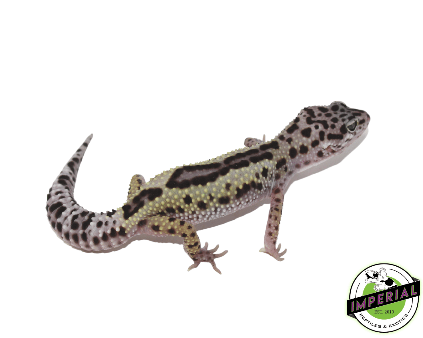 Snow Reverse Stripe Leopard Gecko — image 2