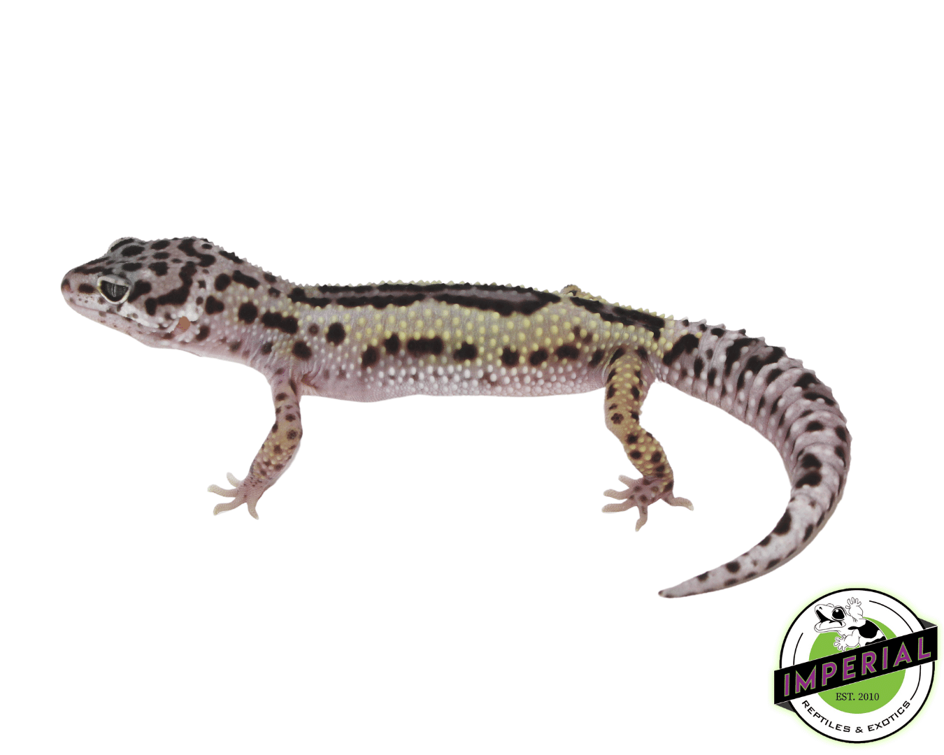 Snow Reverse Stripe Leopard Gecko