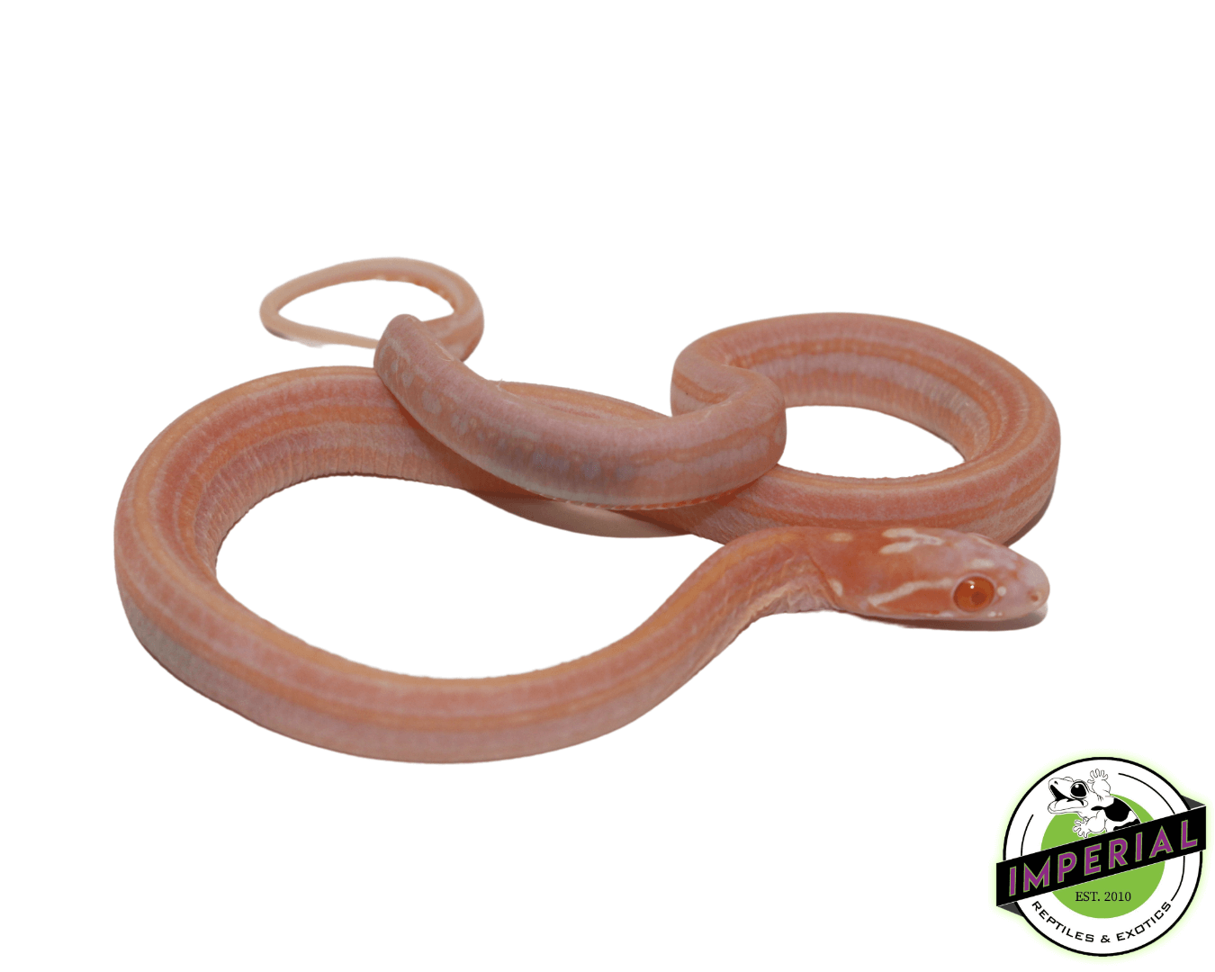 Snow Scaleless Corn Snake Baby — image 2