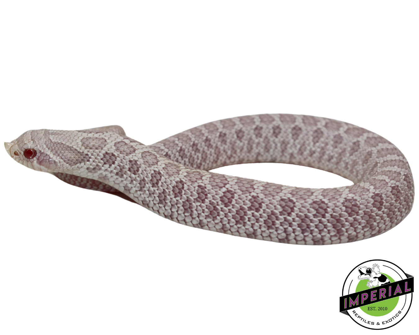 Snow Western Hognose Baby — image 2