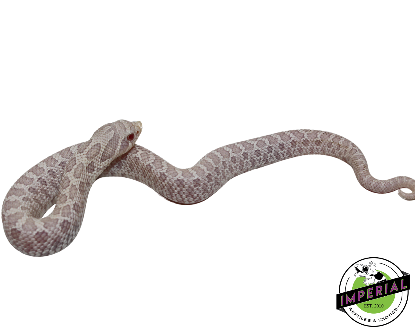 Snow Western Hognose Baby — image 3