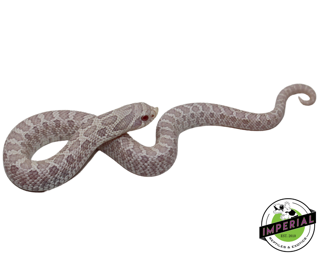 Snow Western Hognose Baby