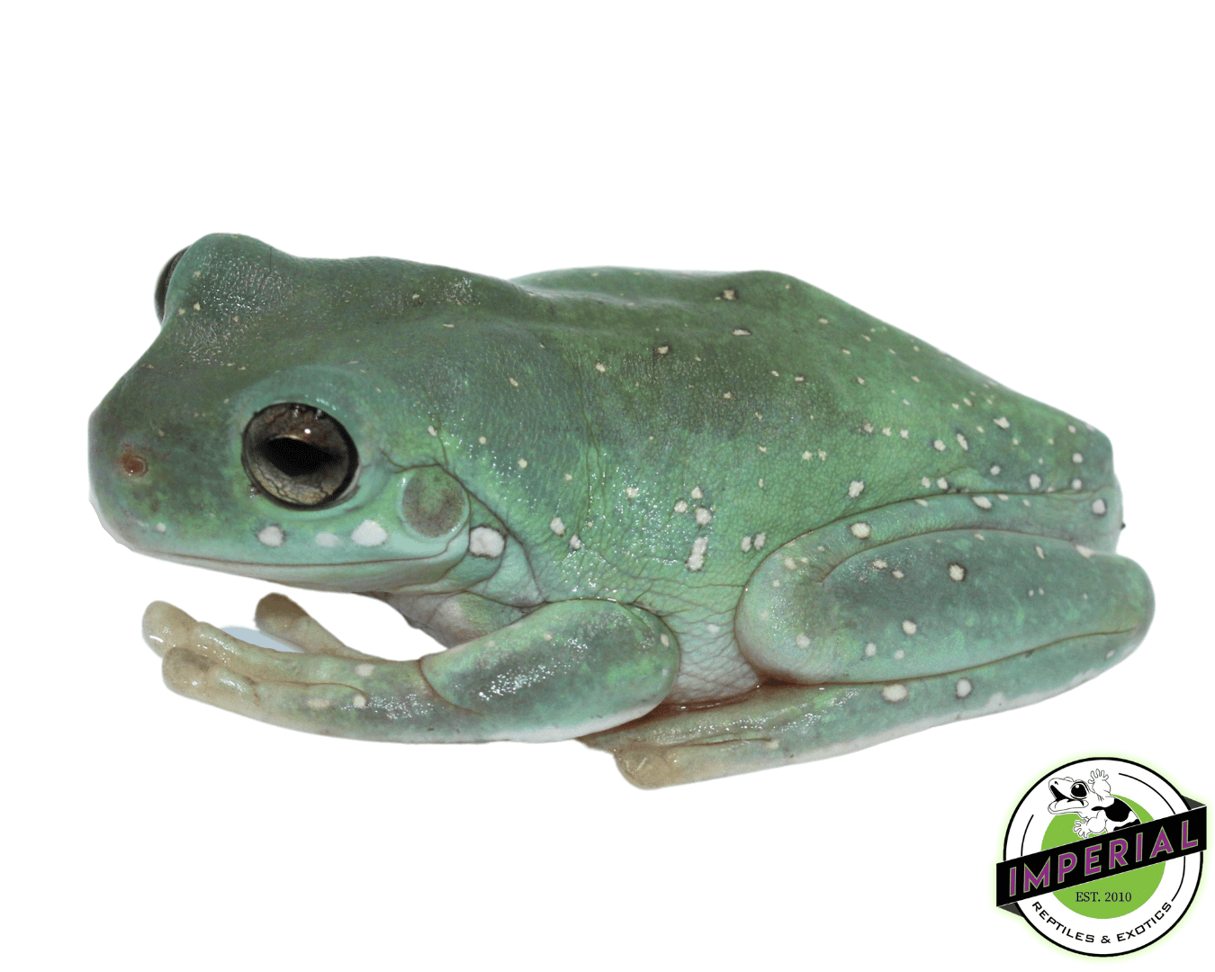 Snowflakes White's Tree Frog — image 2