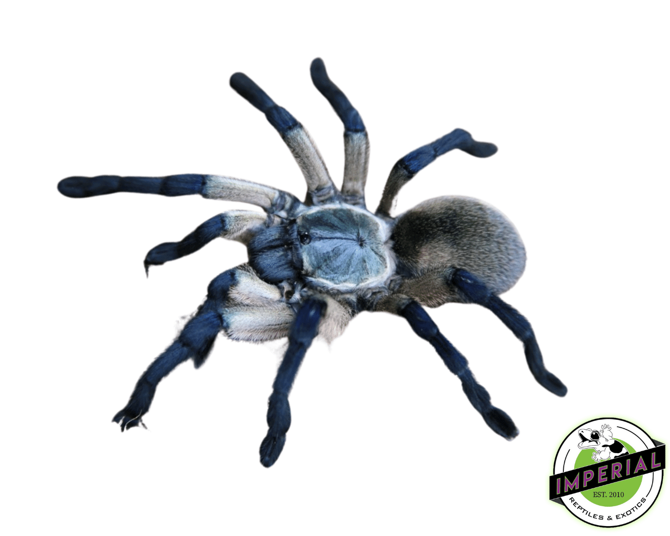 Socotra Island Blue Baboon Tarantula (Monocentropus balfouri)