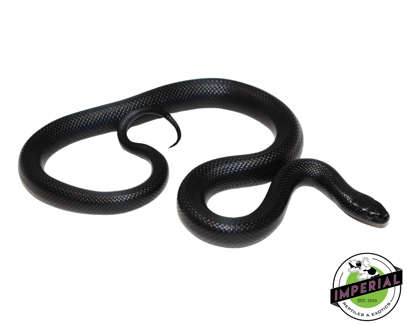Solid Black Mexican Black Kingsnake Female (#111224-02)
