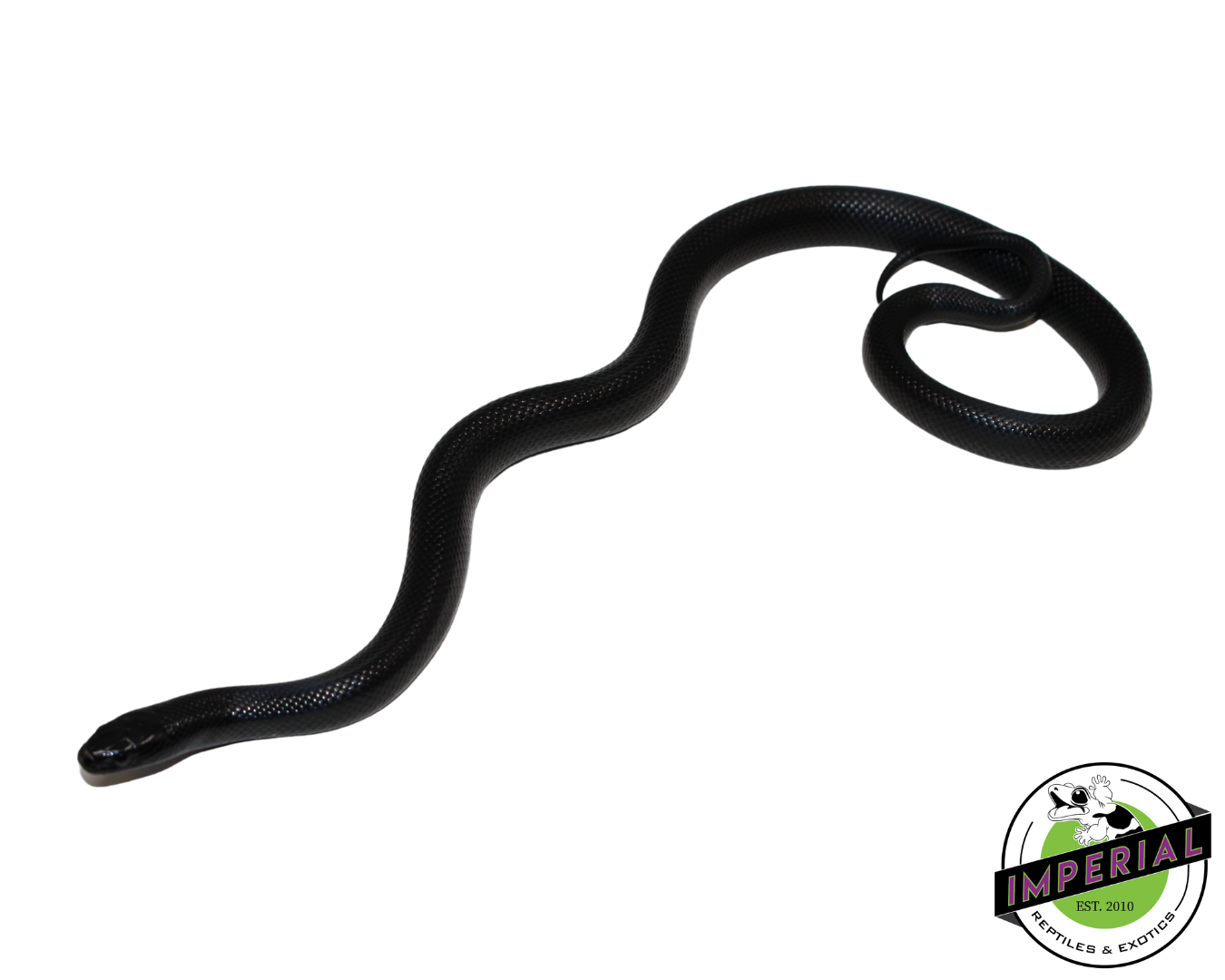 Solid Black Mexican Black Kingsnake Female (#111224-02) — image 2