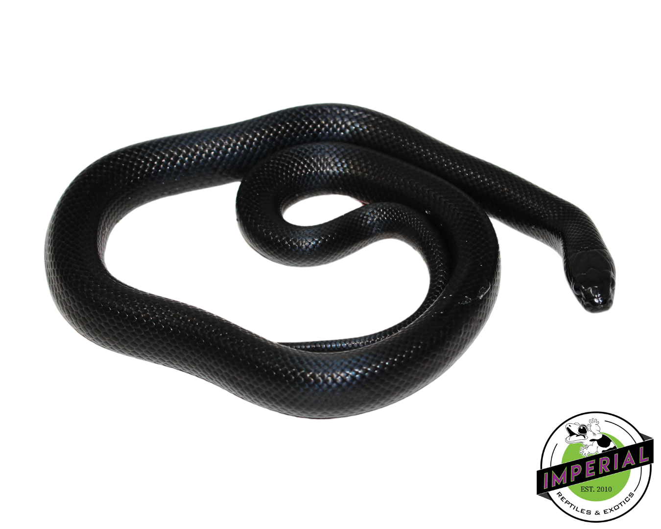 Solid Black Mexican Black Kingsnake Female (#111224-03)