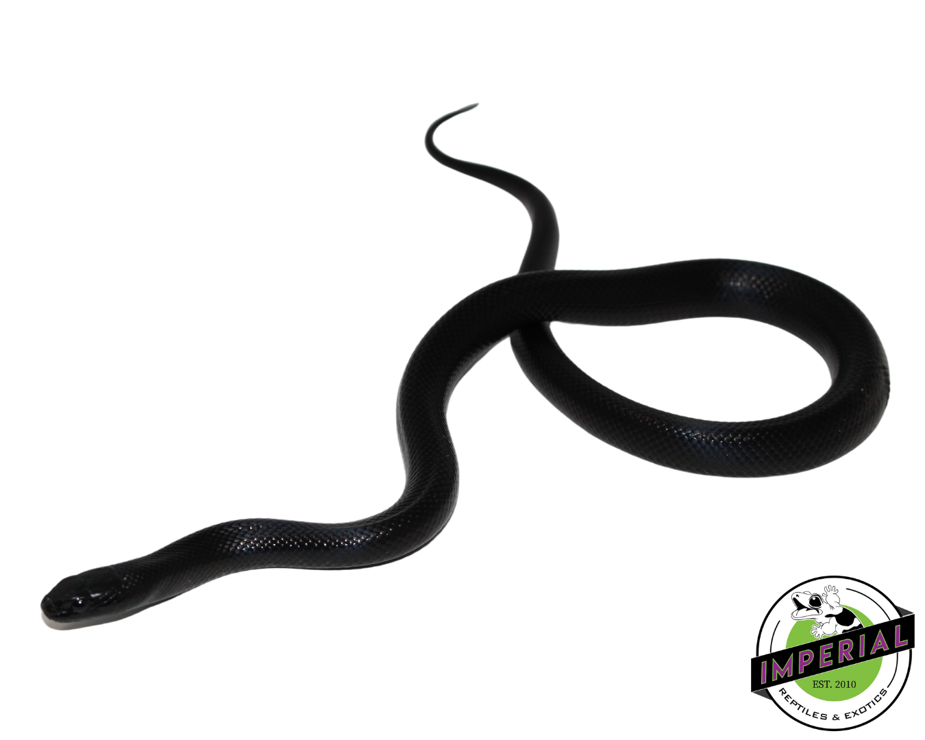 Solid Black Mexican Black Kingsnake Female (#111224-04)