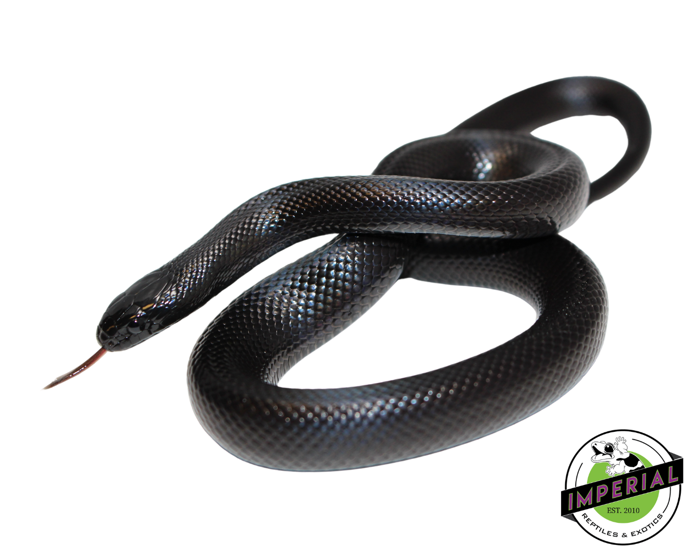 Solid Black Mexican Black Kingsnake Female (#111224-05)