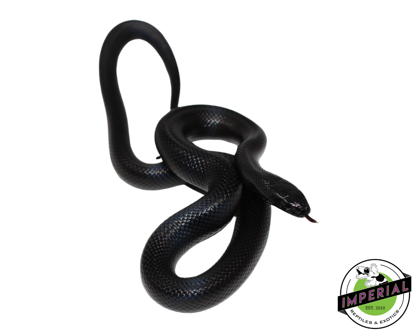 Solid Black Mexican Black Kingsnake Female (#111224-05) — image 2