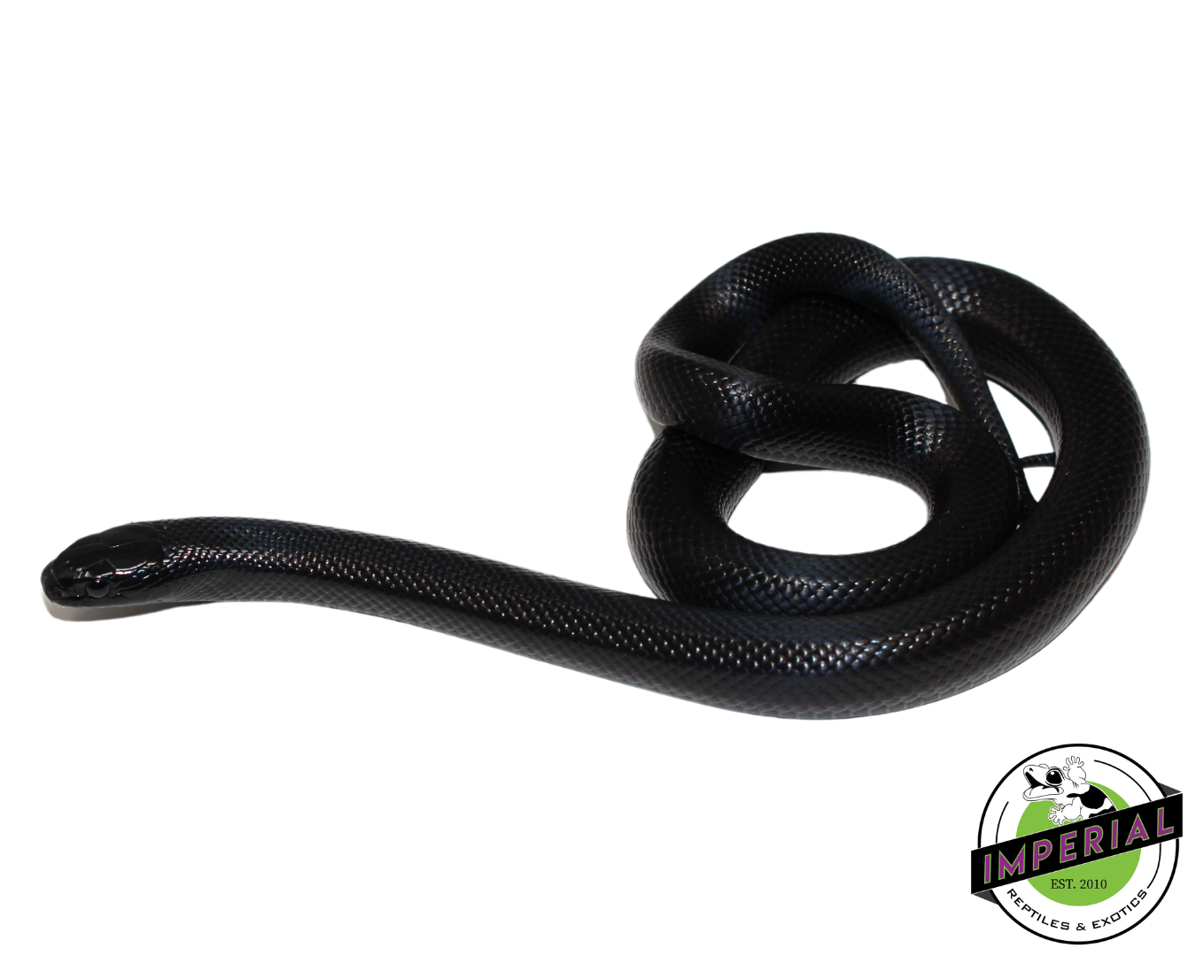 Solid Black Mexican Black Kingsnake Male (#111224-01)