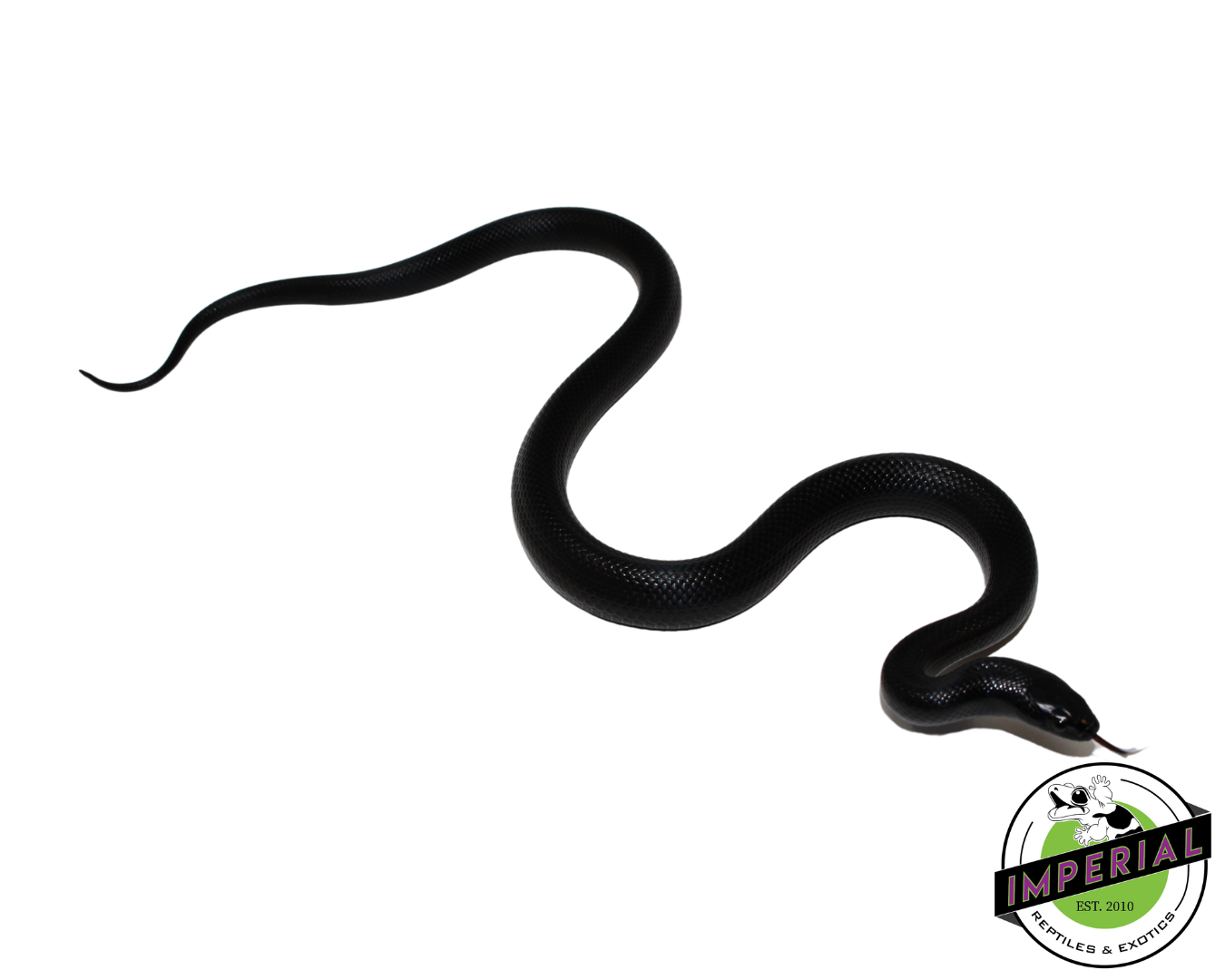 Solid Black Mexican Black Kingsnake Male (#111224-01) — image 2