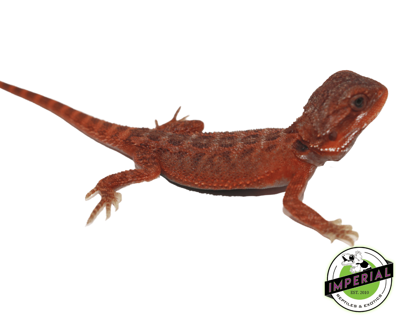 Solid Red Hypo Translucent Bearded Dragon — image 2