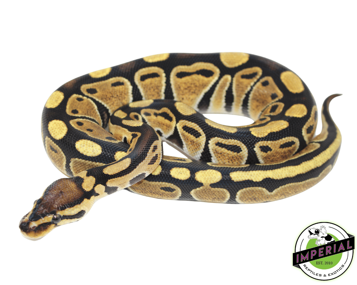 Spark Ball Python