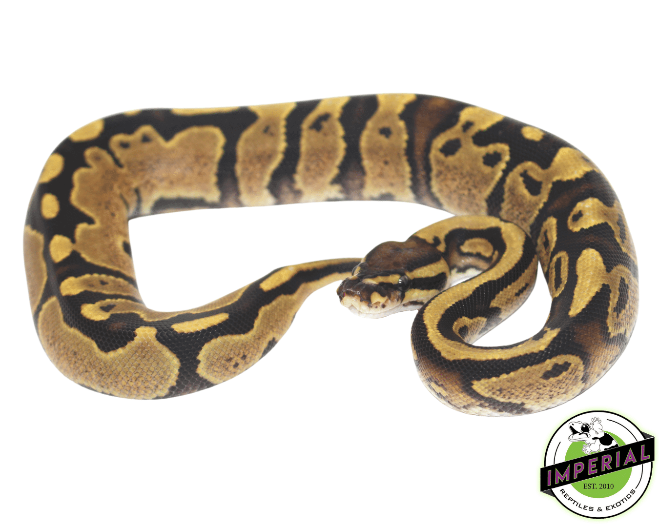 Spark Ball Python — image 2