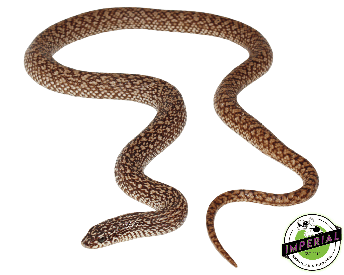 Speckled Hognose Snake
