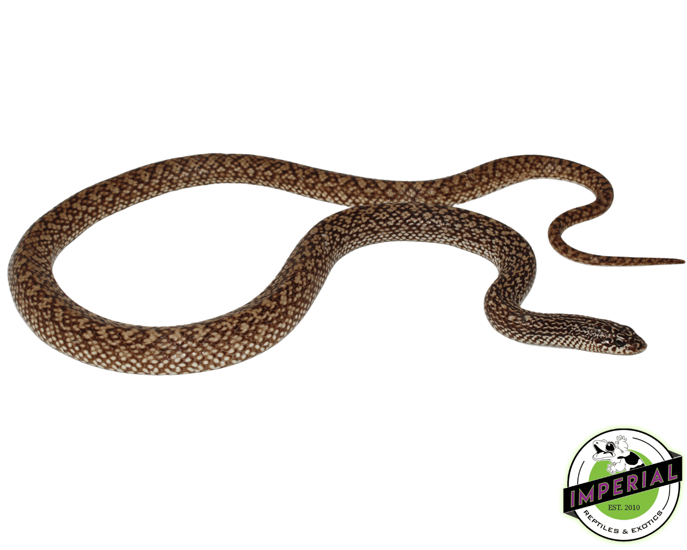 Speckled Hognose Snake — image 2