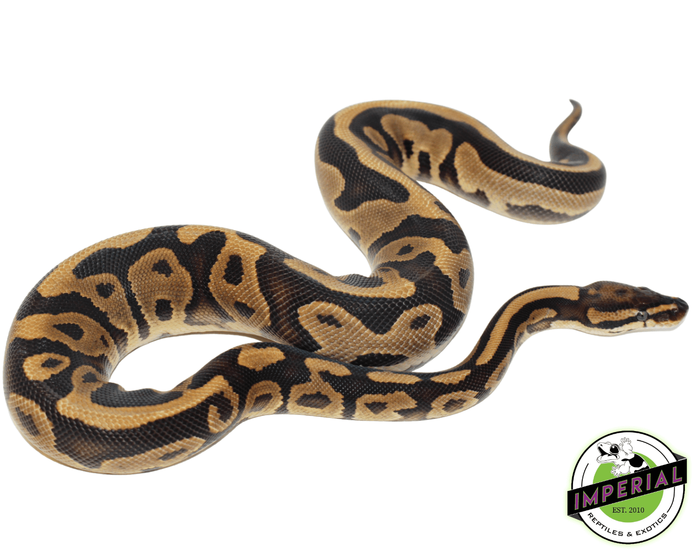 Specter Leopard Ball Python — image 2