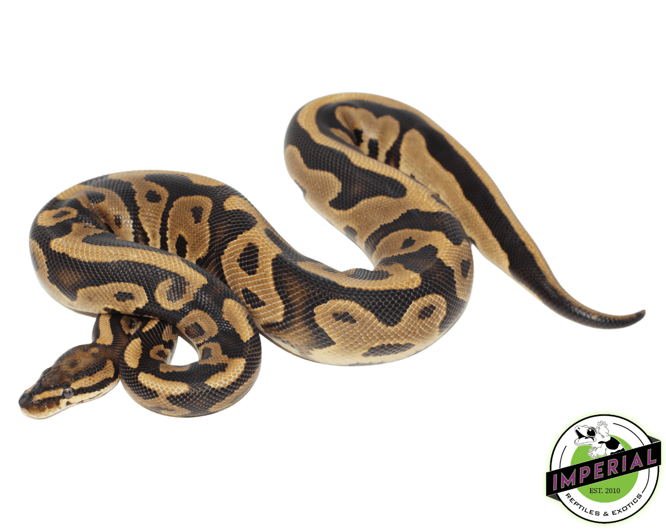 Specter Leopard Ball Python