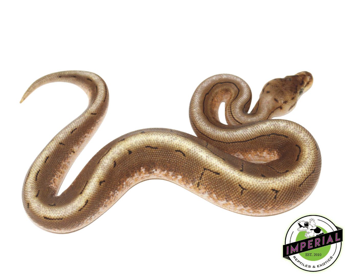Spider Pinstripe Ball Python — image 2