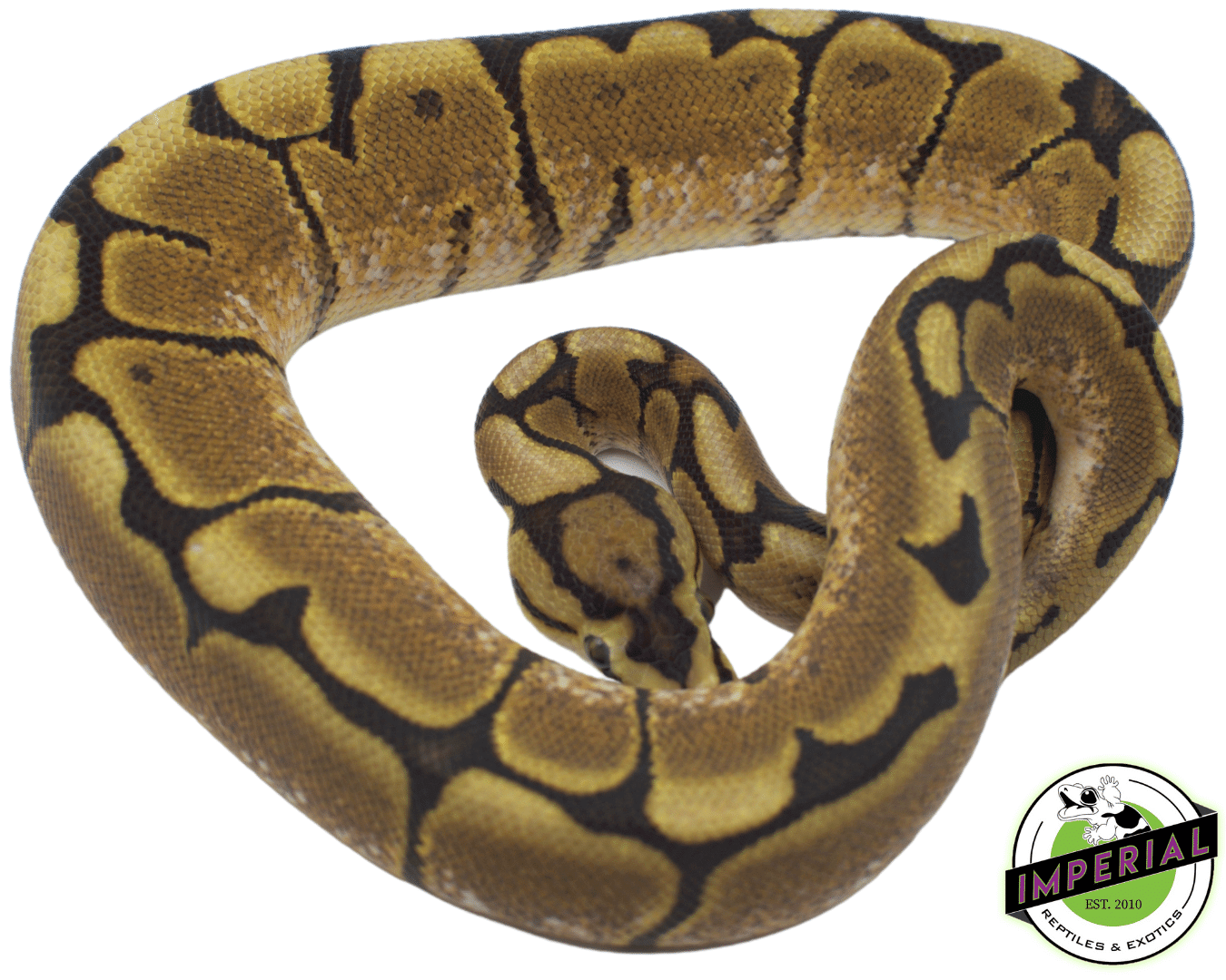 Spider Yellowbelly Ball Python — image 2
