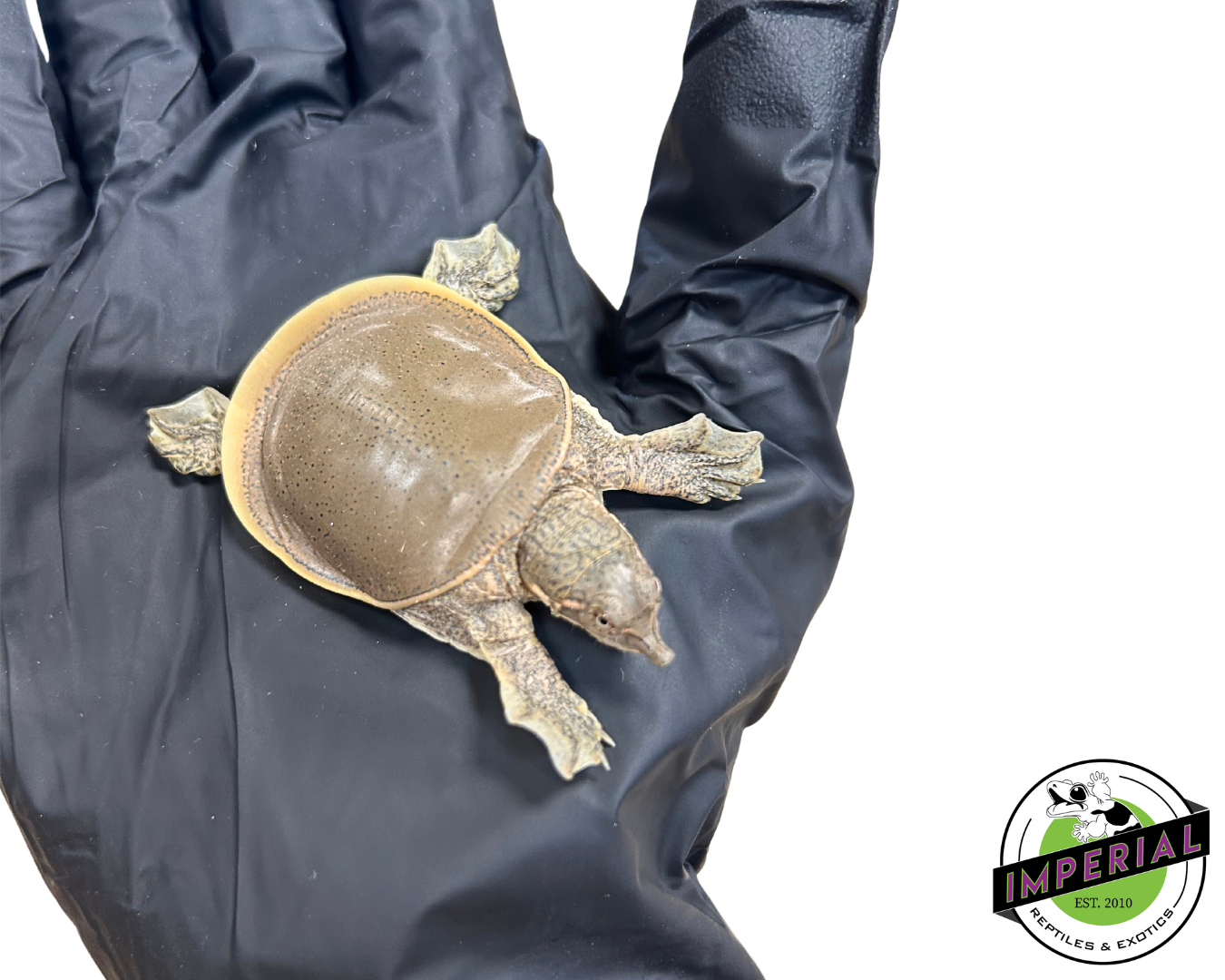 Spiny Softshell Turtle Baby — image 2
