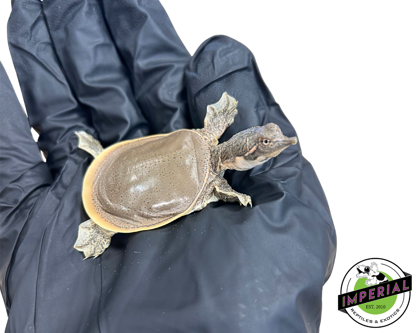 Spiny Softshell Turtle Baby — image 3