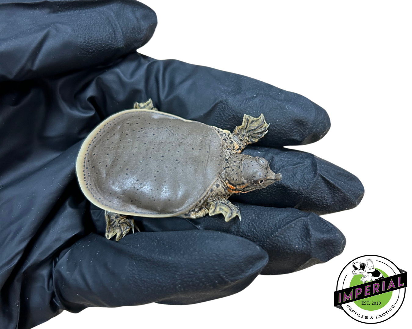 Spiny Softshell Turtle Baby