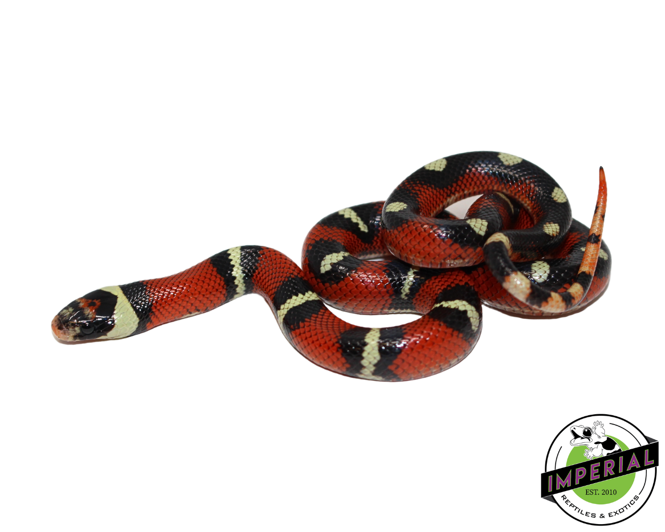 Splotched Nelson's Milk Snake Female (#111224-10) — image 2