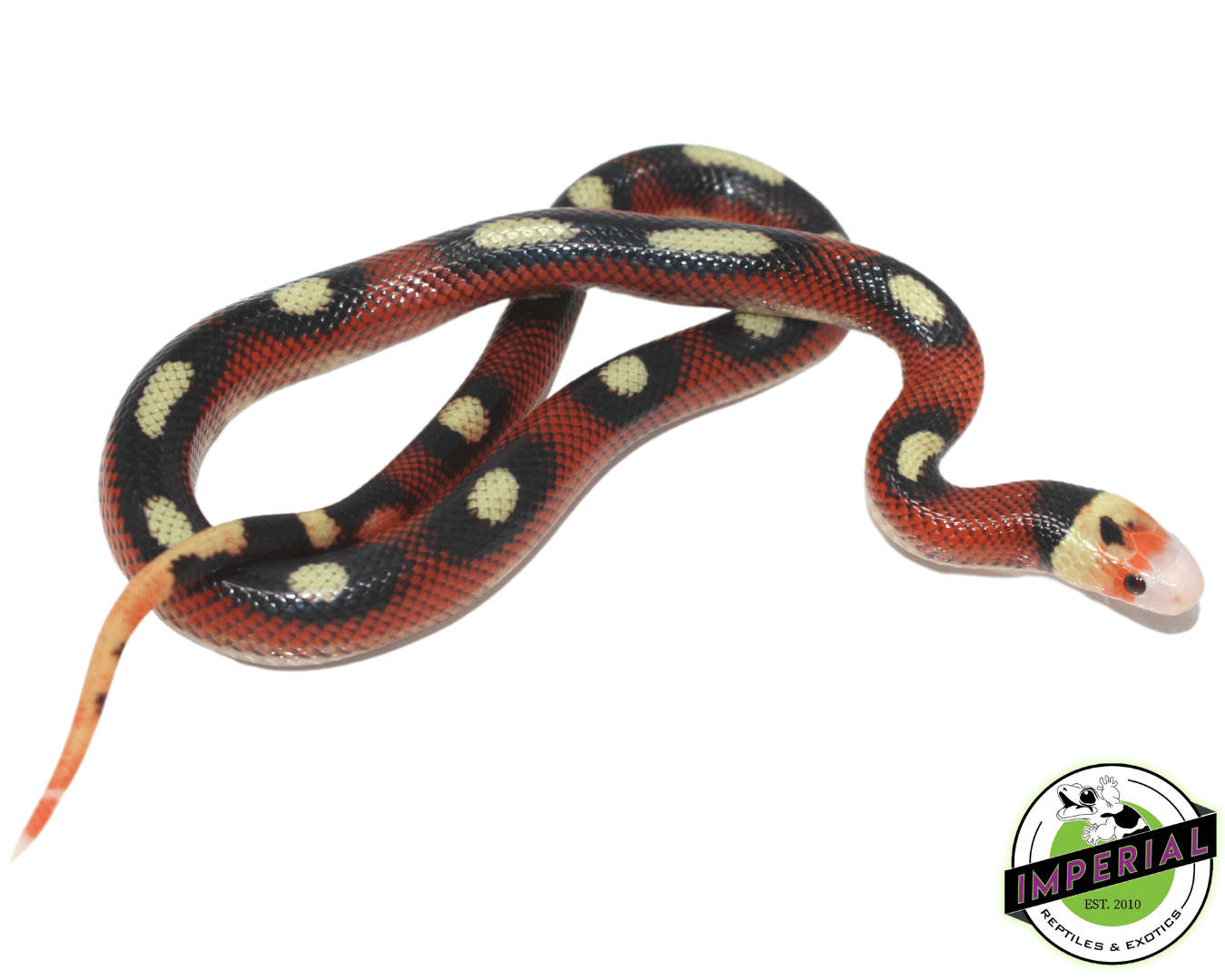 Splotched Nelson's Milk Snake Male