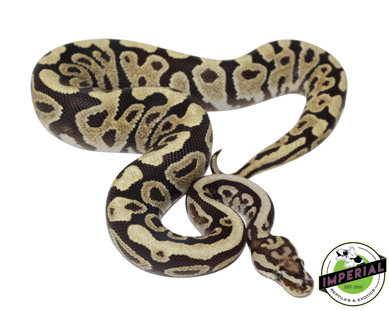 Spotnose Fire Ball Python — image 2