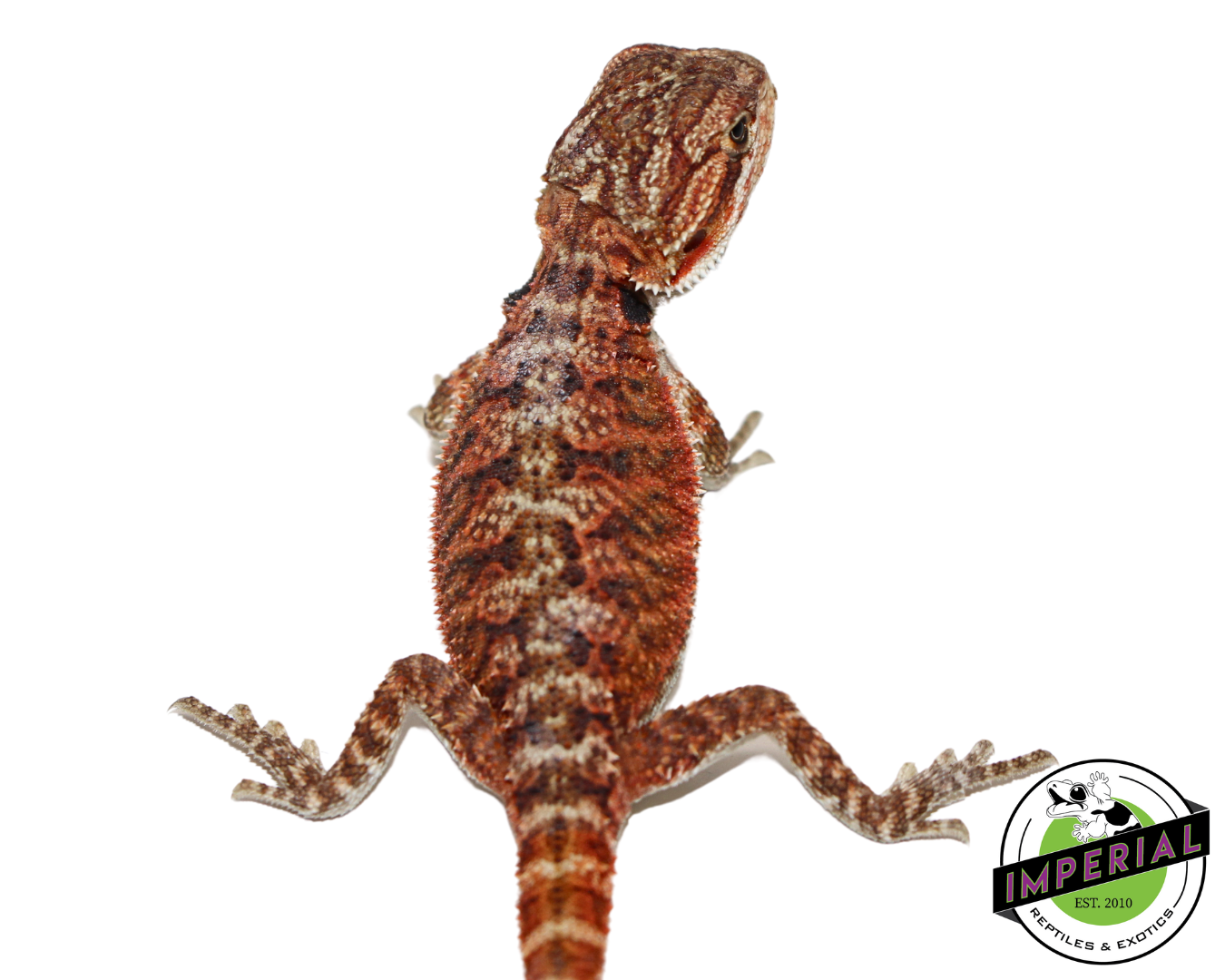 "Sriracha" Super Red Hypo Bearded Dragon Baby (#7824-05) — image 2