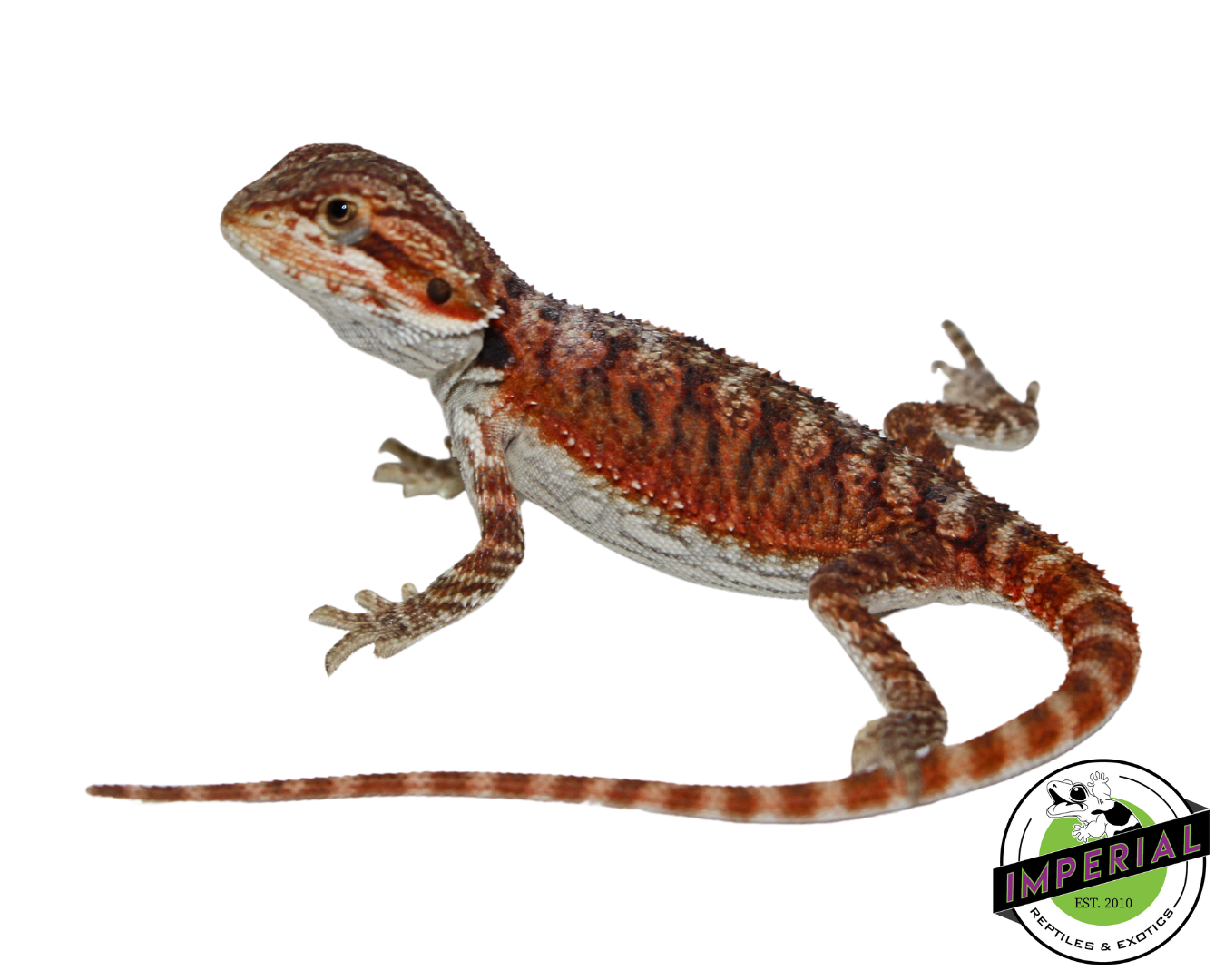 "Sriracha" Super Red Hypo Bearded Dragon Baby (#7824-05) — image 3