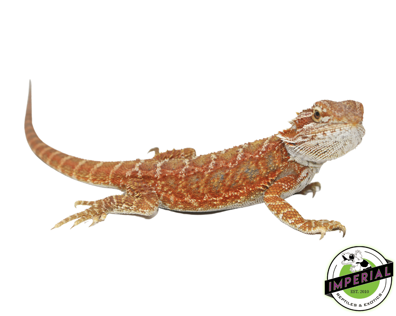 Starbusrt Hypo Bearded Dragon Juvenile Female — image 3