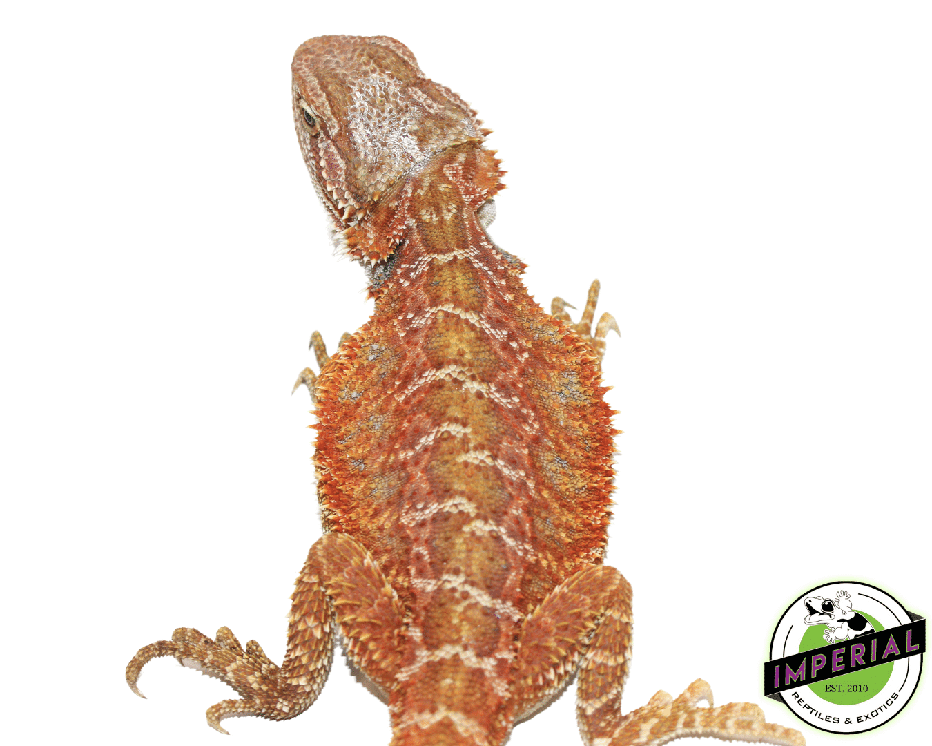 Starbusrt Hypo Bearded Dragon Juvenile Female — image 2