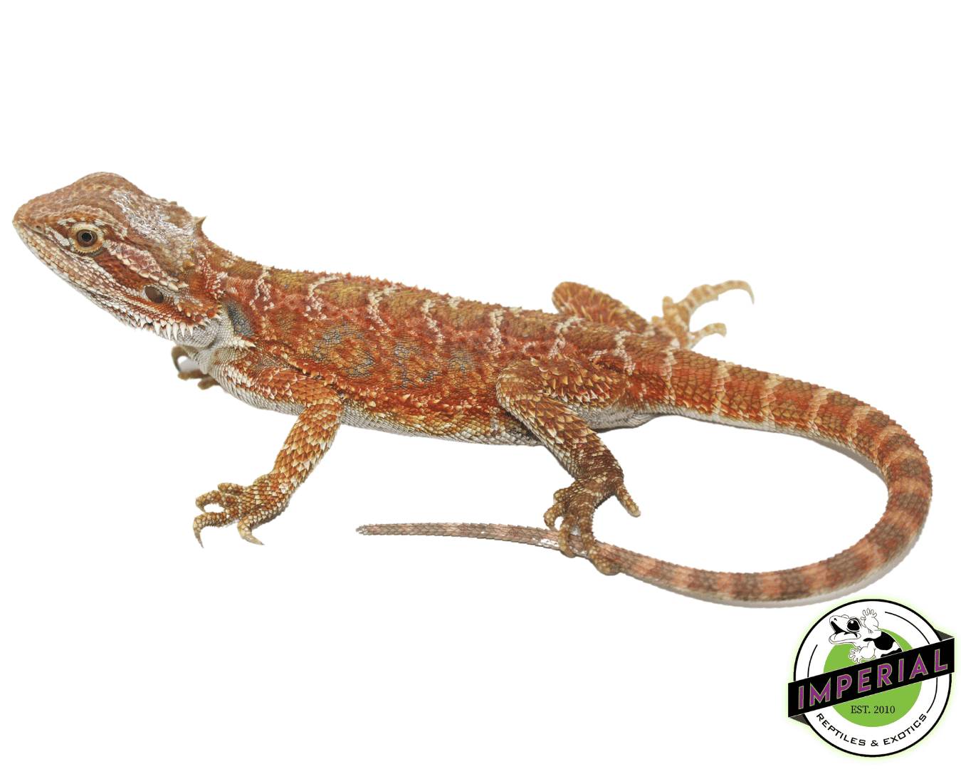 Starbusrt Hypo Bearded Dragon Juvenile Female