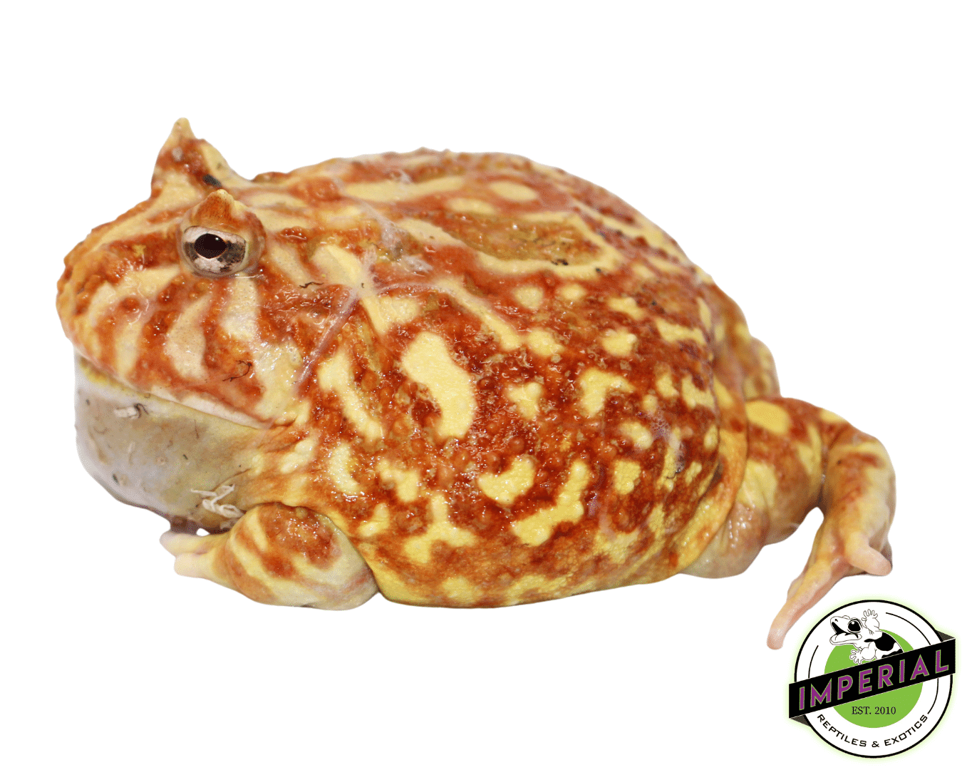 Strawberry Pacman Frog Adult Male #2 — image 2