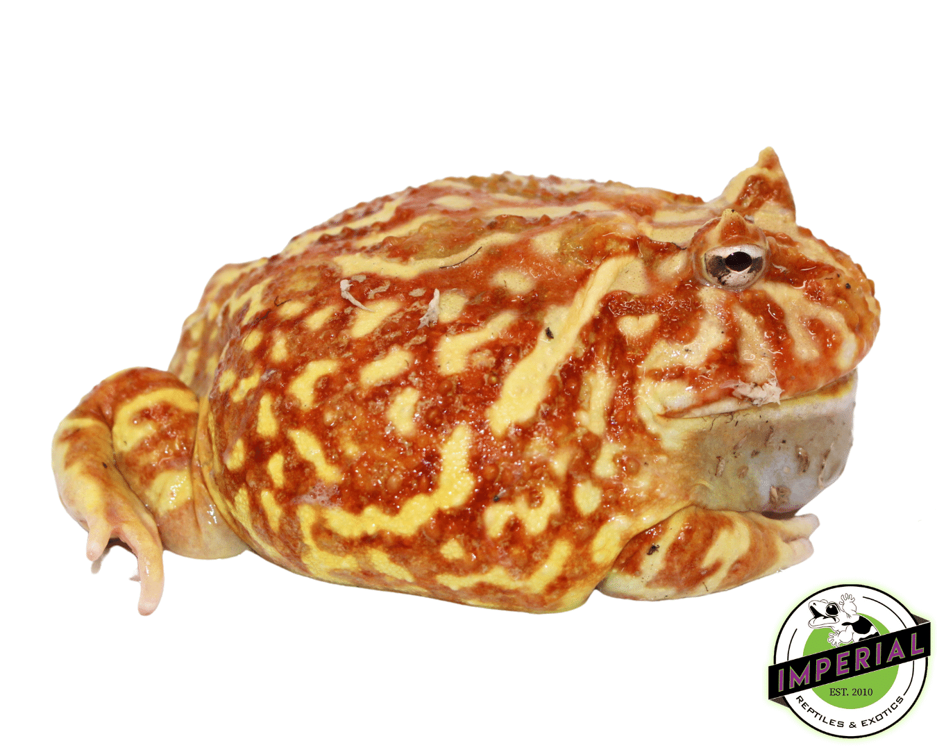 Strawberry Pacman Frog Adult Male #2