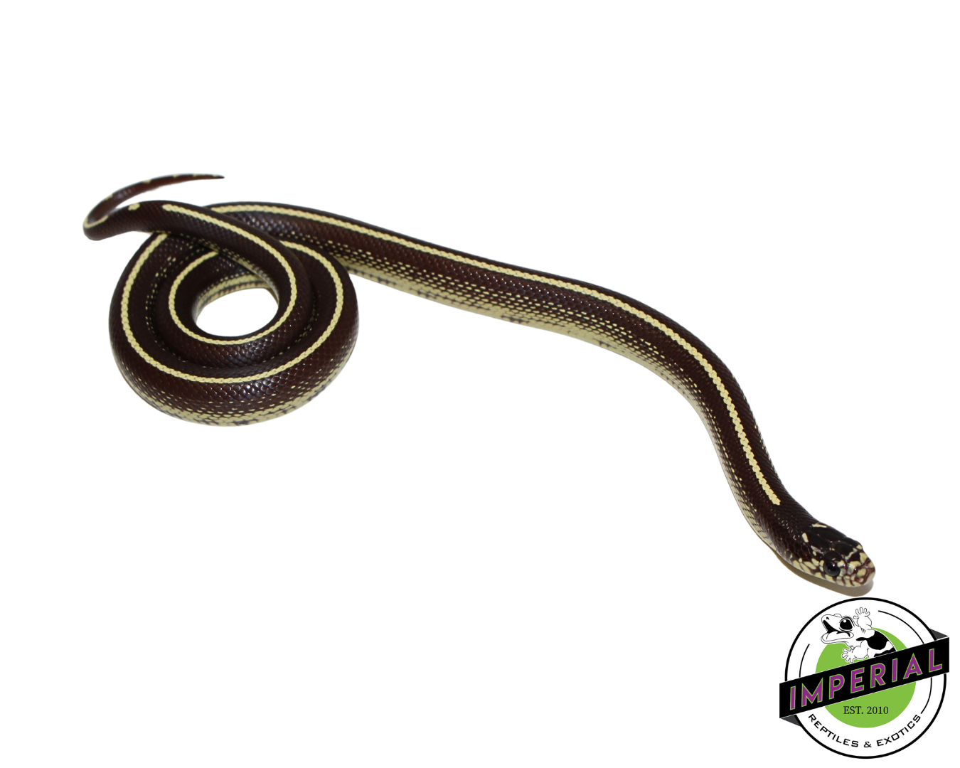 Stripe California Kingsnake Female (#11524-04)