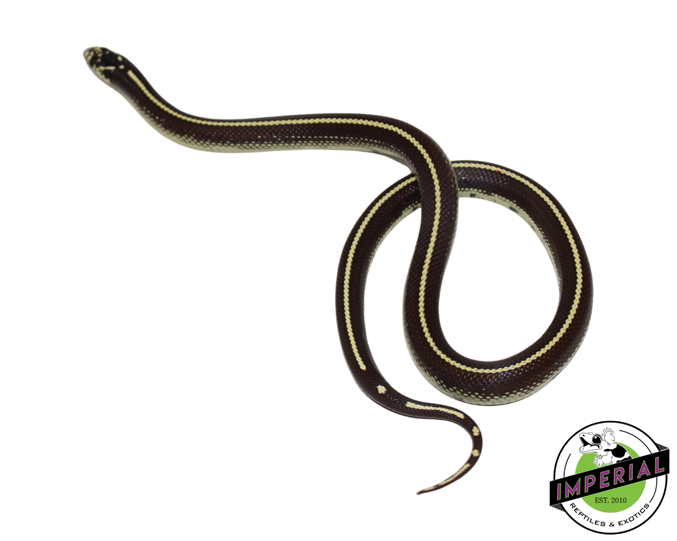 Stripe California Kingsnake Female (#11524-05)