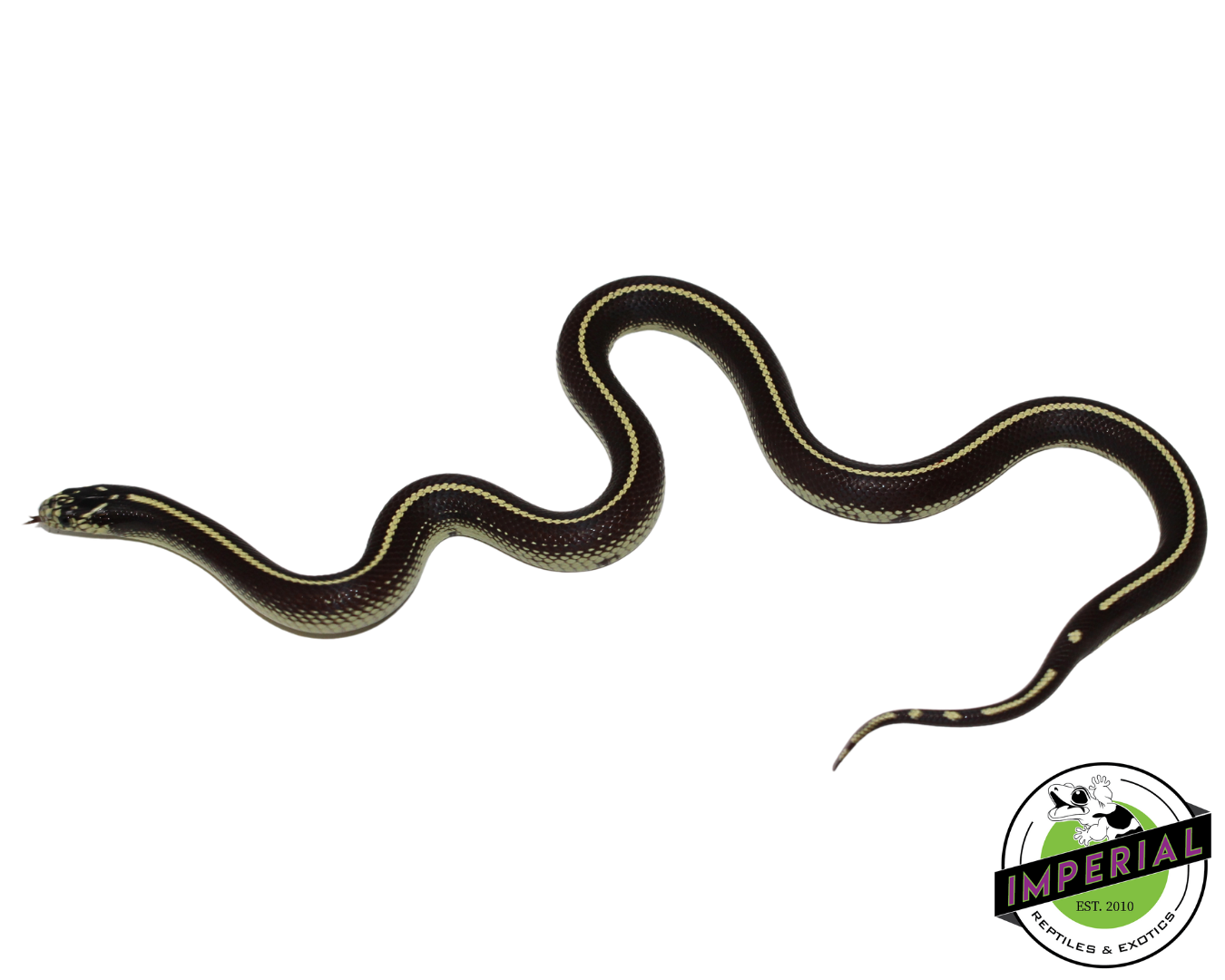 Stripe California Kingsnake Female (#11524-05) — image 2